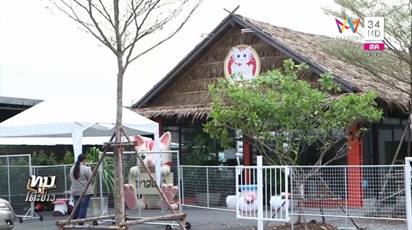 อาหารแมวปลอม อาหารแมวปลอม