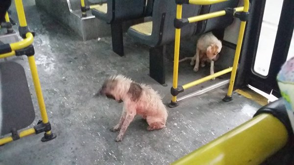 สุนัขจรจัด สุนัขจรจัด