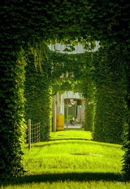 อุโมงค์ไม้เลื้อย อุโมงค์ไม้เลื้อย