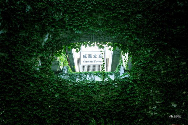 อุโมงค์ไม้เลื้อย อุโมงค์ไม้เลื้อย