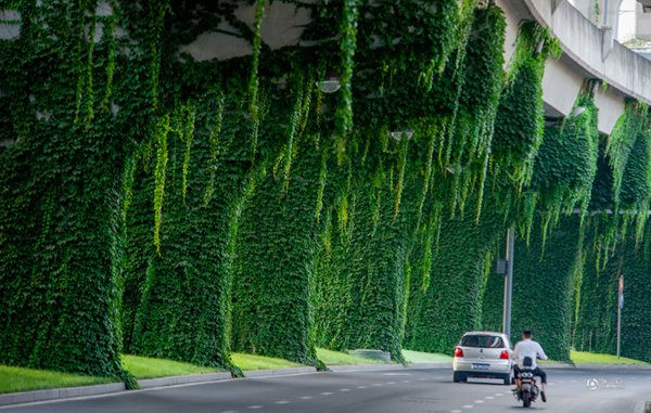 อุโมงค์ไม้เลื้อย อุโมงค์ไม้เลื้อย