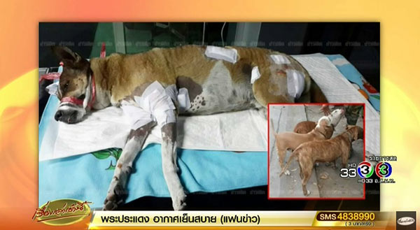 พิทบูลรุมขย้ำหมาพันธุ์ไทย พิทบูลรุมขย้ำหมาพันธุ์ไทย