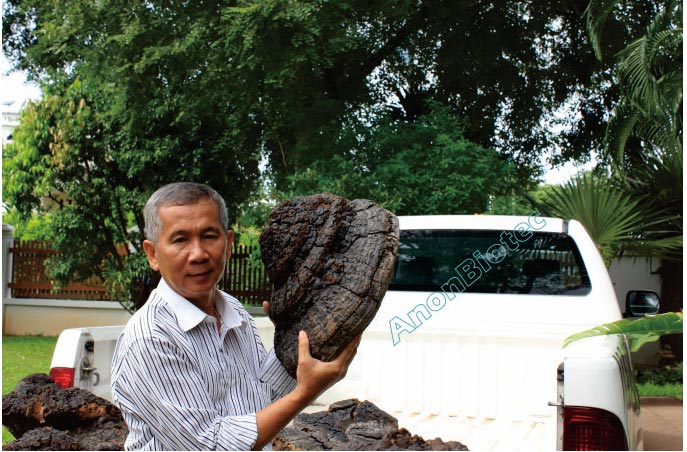 เห็ดกระถินพิมาน เห็ดกระถินพิมาน