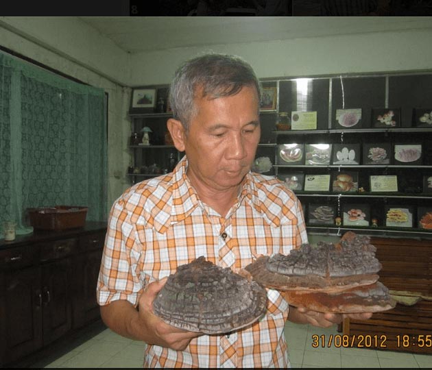 เห็ดกระถินพิมาน เห็ดกระถินพิมาน