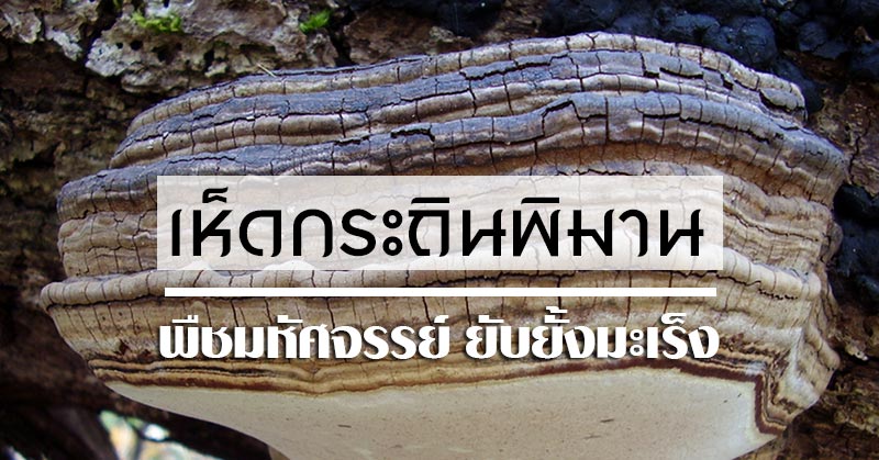เห็ดกระถินพิมาน เห็ดกระถินพิมาน