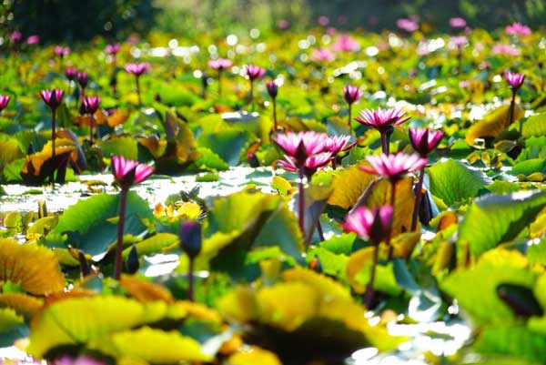 ลอยกระทง 2560 ลอยกระทง 2560