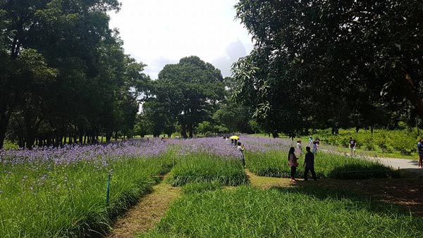 ทุ่งดอกหงอนนาค ปราจีนบุรี ทุ่งดอกหงอนนาค ปราจีนบุรี