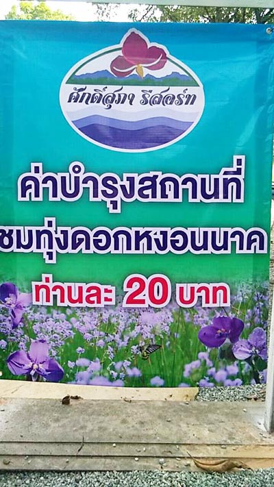 ทุ่งดอกหงอนนาค ปราจีนบุรี ทุ่งดอกหงอนนาค ปราจีนบุรี