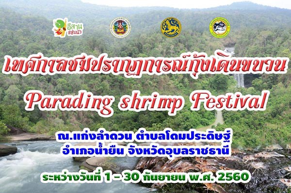 กุ้งเดินขบวน 2560 กุ้งเดินขบวน 2560