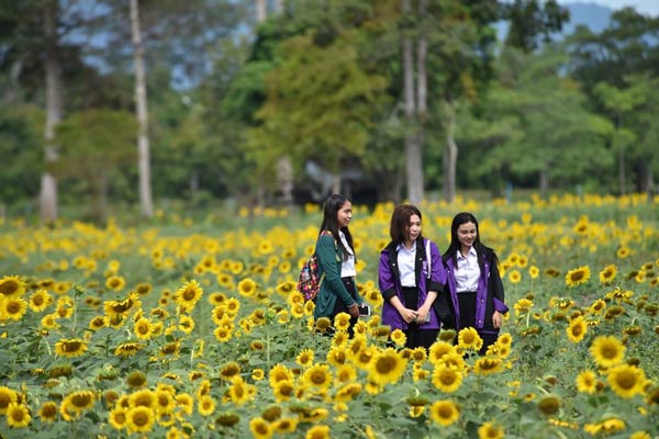ทุ่งทานตะวัน ม.วลัยลักษณ์ ทุ่งทานตะวัน ม.วลัยลักษณ์