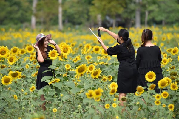 ทุ่งทานตะวัน ม.วลัยลักษณ์ ทุ่งทานตะวัน ม.วลัยลักษณ์