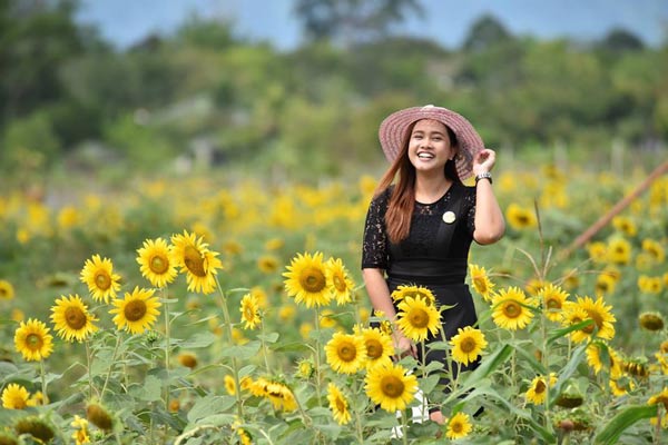 ทุ่งทานตะวัน ม.วลัยลักษณ์ ทุ่งทานตะวัน ม.วลัยลักษณ์