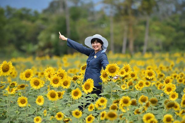 ทุ่งทานตะวัน ม.วลัยลักษณ์ ทุ่งทานตะวัน ม.วลัยลักษณ์