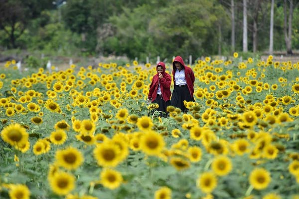 ทุ่งทานตะวัน ม.วลัยลักษณ์ ทุ่งทานตะวัน ม.วลัยลักษณ์