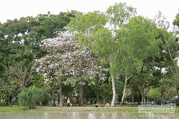 ชมพูพันธุ์ทิพย์ สวนจตุจักร 2560 ชมพูพันธุ์ทิพย์ สวนจตุจักร 2560