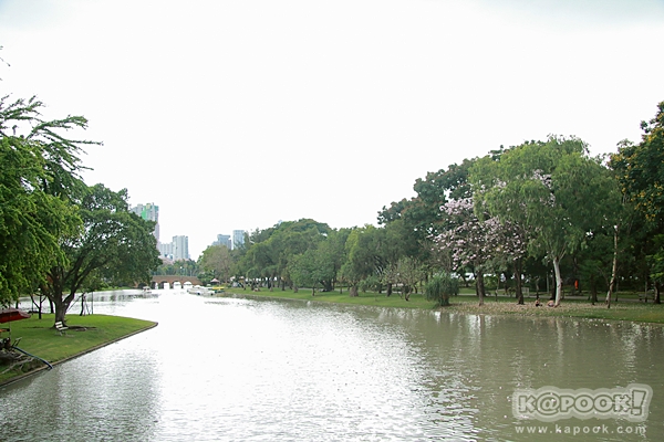ชมพูพันธุ์ทิพย์ สวนจตุจักร 2560 ชมพูพันธุ์ทิพย์ สวนจตุจักร 2560