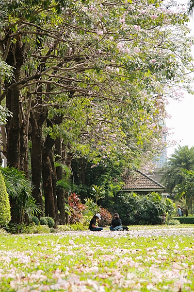 ชมพูพันธุ์ทิพย์ สวนจตุจักร 2560 ชมพูพันธุ์ทิพย์ สวนจตุจักร 2560
