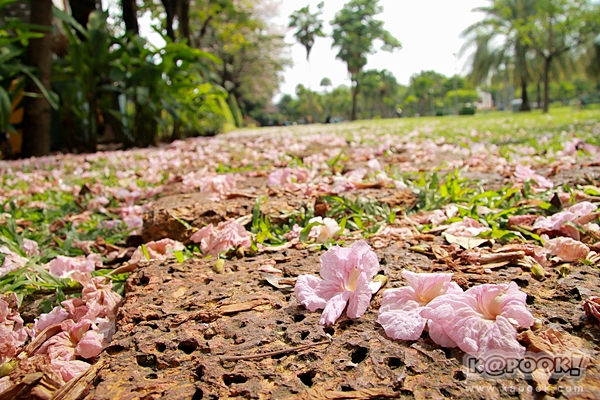 ชมพูพันธุ์ทิพย์ สวนจตุจักร 2560 ชมพูพันธุ์ทิพย์ สวนจตุจักร 2560