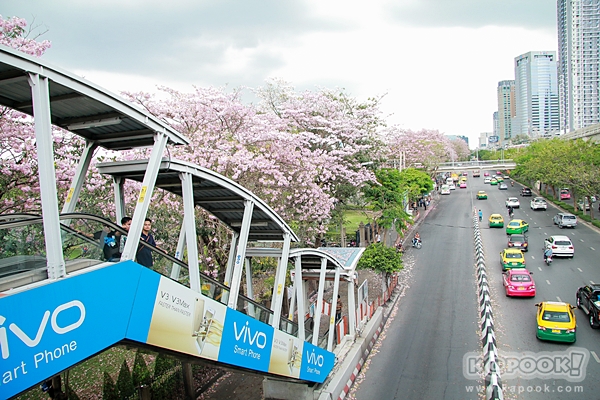 ชมพูพันธุ์ทิพย์ สวนจตุจักร 2560 ชมพูพันธุ์ทิพย์ สวนจตุจักร 2560