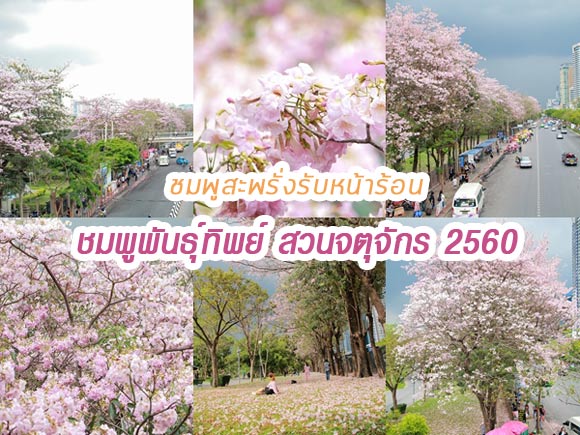 ชมพูพันธุ์ทิพย์ สวนจตุจักร 2560 ชมพูพันธุ์ทิพย์ สวนจตุจักร 2560
