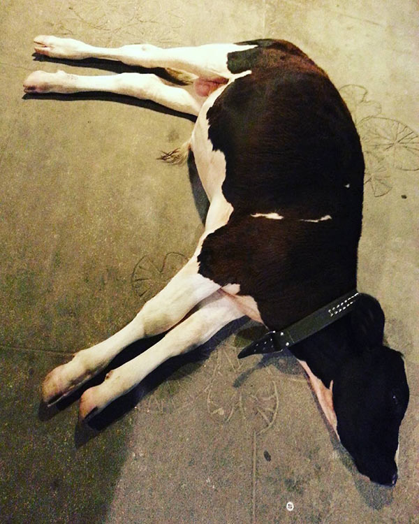 ตุ๊กกี้ บูบู้ ตุ๊กกี้ บูบู้