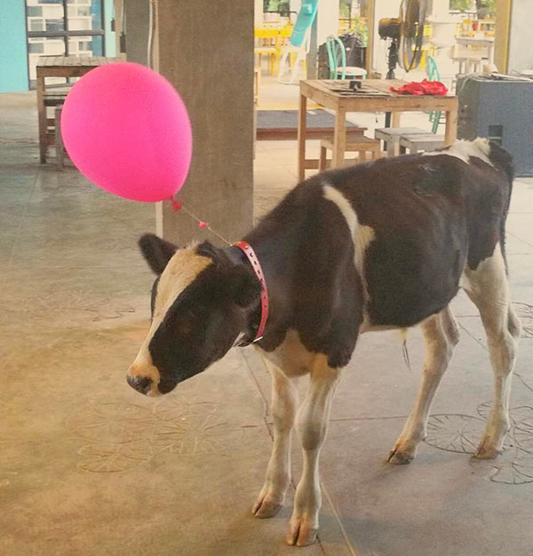 ตุ๊กกี้ บูบู้ ตุ๊กกี้ บูบู้