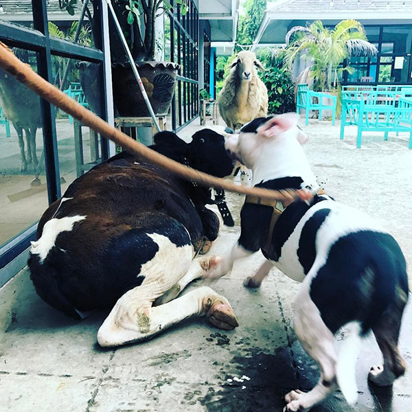 ตุ๊กกี้ บูบู้ ตุ๊กกี้ บูบู้