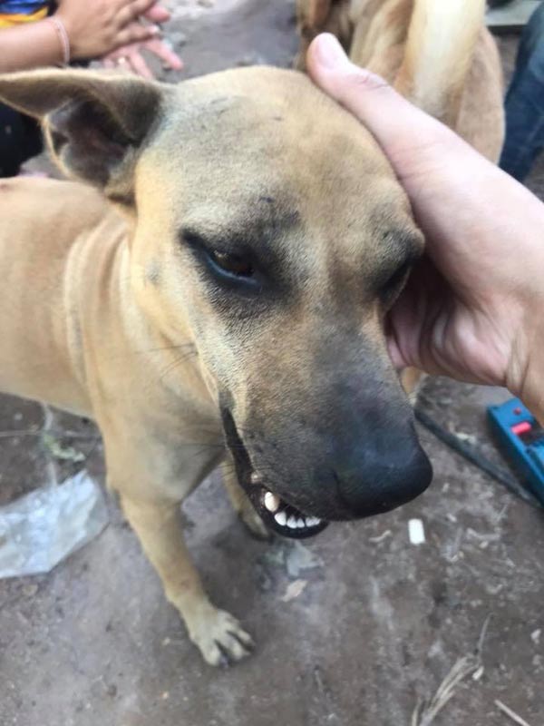 สุนัขถูกทิ้ง สุนัขถูกทิ้ง