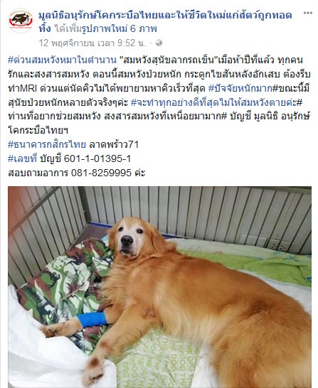 เจ้าสมหวัง สุนัขที่เคยลากจูงช่วยพระบิณฑบาต เจ้าสมหวัง สุนัขที่เคยลากจูงช่วยพระบิณฑบาต