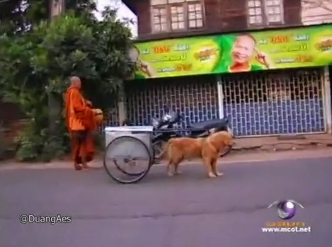 เจ้าสมหวัง สุนัขที่เคยลากจูงช่วยพระบิณฑบาต เจ้าสมหวัง สุนัขที่เคยลากจูงช่วยพระบิณฑบาต