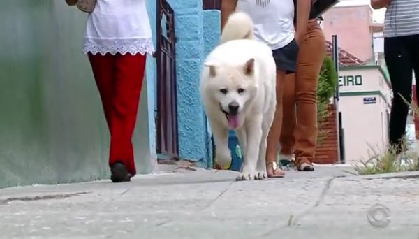 สุนัขแสนรู้ สุนัขแสนรู้