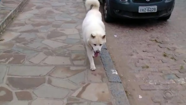 สุนัขแสนรู้ สุนัขแสนรู้