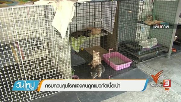 โรคเนื้อเน่า โรคเนื้อเน่า