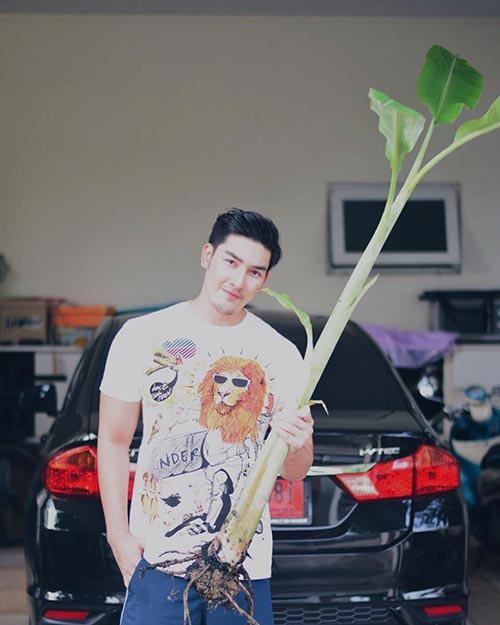 สิงโต เดอะสตาร์ สิงโต เดอะสตาร์