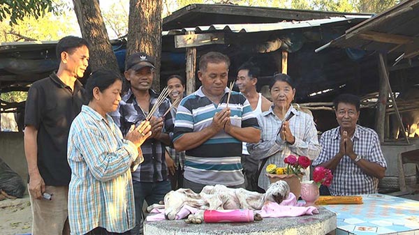 ลูกวัวประหลาด 2 หัว ลูกวัวประหลาด 2 หัว