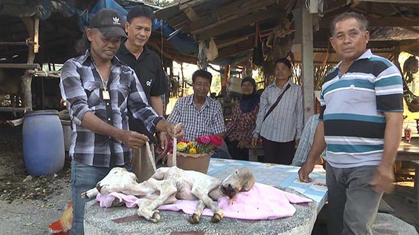 ลูกวัวประหลาด 2 หัว ลูกวัวประหลาด 2 หัว