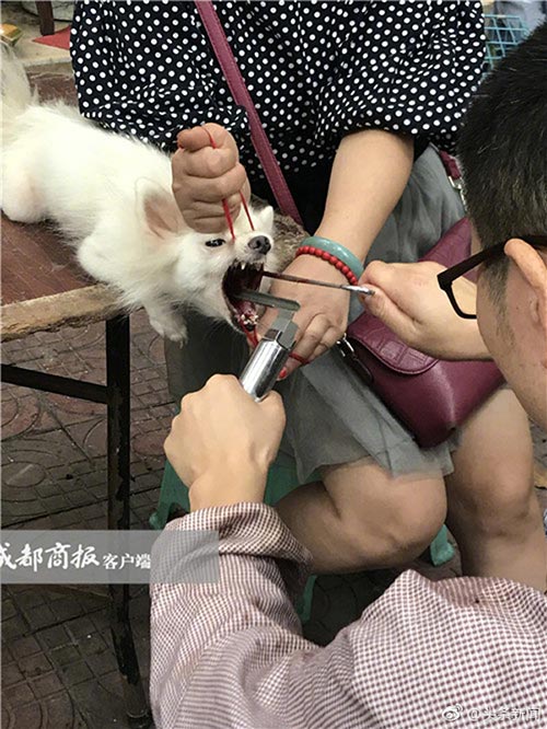 ตัดเส้นเสียงหมา ตัดเส้นเสียงหมา