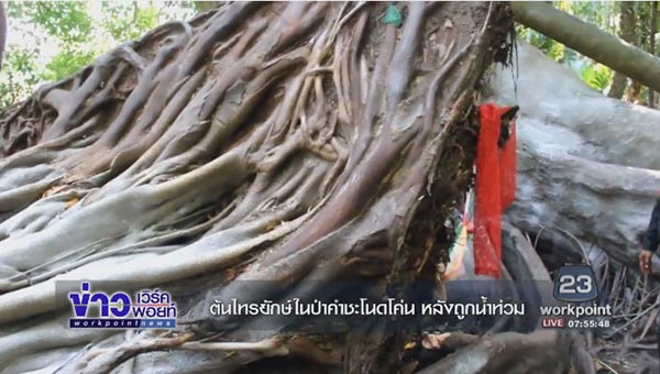 คำชะโนด คำชะโนด