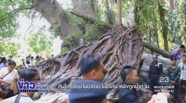 คำชะโนด คำชะโนด