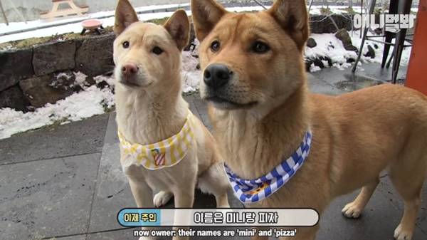 เจ้าของร้านพิซซ่าทำบ้านใหม่ให้ 2 ตูบจรจัดขาประจำ รับมาอยู่ด้วยกันซะเลย เจ้าของร้านพิซซ่าทำบ้านใหม่ให้ 2 ตูบจรจัดขาประจำ รับมาอยู่ด้วยกันซะเลย