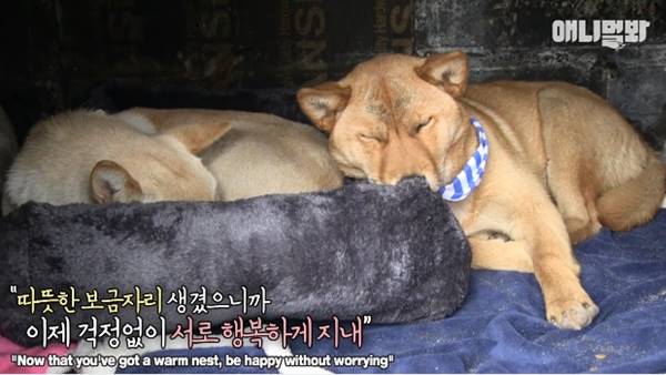 เจ้าของร้านพิซซ่าทำบ้านใหม่ให้ 2 ตูบจรจัดขาประจำ รับมาอยู่ด้วยกันซะเลย เจ้าของร้านพิซซ่าทำบ้านใหม่ให้ 2 ตูบจรจัดขาประจำ รับมาอยู่ด้วยกันซะเลย