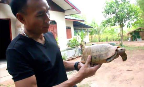สุดแปลก ! พบเต่าสีทอง กระดองมีลายพระสมเด็จ 7 ชั้น เจ้าของเชื่อเป็นอภินิหาร สุดแปลก ! พบเต่าสีทอง กระดองมีลายพระสมเด็จ 7 ชั้น เจ้าของเชื่อเป็นอภินิหาร
