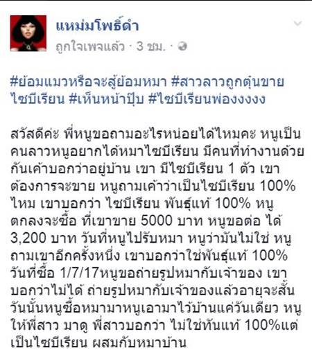 ซื้อหมาไซบีเรียน ซื้อหมาไซบีเรียน
