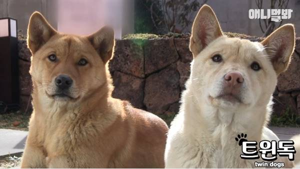 เจ้าของร้านพิซซ่าทำบ้านใหม่ให้ 2 ตูบจรจัดขาประจำ รับมาอยู่ด้วยกันซะเลย เจ้าของร้านพิซซ่าทำบ้านใหม่ให้ 2 ตูบจรจัดขาประจำ รับมาอยู่ด้วยกันซะเลย