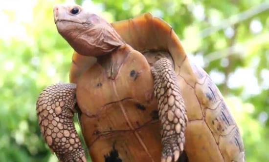 สุดแปลก ! พบเต่าสีทอง กระดองมีลายพระสมเด็จ 7 ชั้น เจ้าของเชื่อเป็นอภินิหาร สุดแปลก ! พบเต่าสีทอง กระดองมีลายพระสมเด็จ 7 ชั้น เจ้าของเชื่อเป็นอภินิหาร