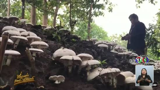 เห็ดโคนออกขาวโพลนทั่วจอมปลวก เห็ดโคนออกขาวโพลนทั่วจอมปลวก