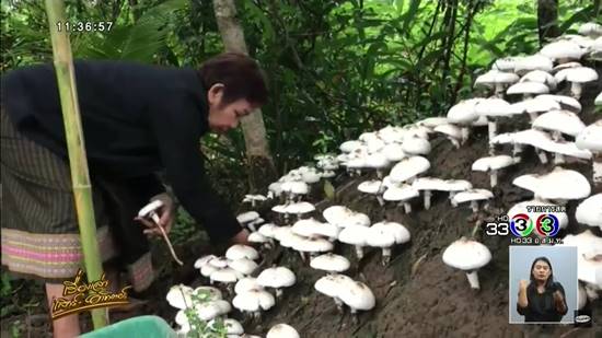 เห็ดโคนออกขาวโพลนทั่วจอมปลวก เห็ดโคนออกขาวโพลนทั่วจอมปลวก