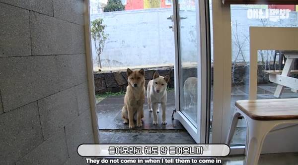 เจ้าของร้านพิซซ่าทำบ้านใหม่ให้ 2 ตูบจรจัดขาประจำ รับมาอยู่ด้วยกันซะเลย เจ้าของร้านพิซซ่าทำบ้านใหม่ให้ 2 ตูบจรจัดขาประจำ รับมาอยู่ด้วยกันซะเลย