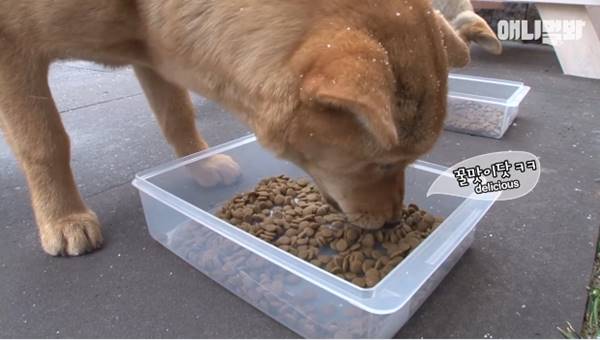 เจ้าของร้านพิซซ่าทำบ้านใหม่ให้ 2 ตูบจรจัดขาประจำ รับมาอยู่ด้วยกันซะเลย เจ้าของร้านพิซซ่าทำบ้านใหม่ให้ 2 ตูบจรจัดขาประจำ รับมาอยู่ด้วยกันซะเลย