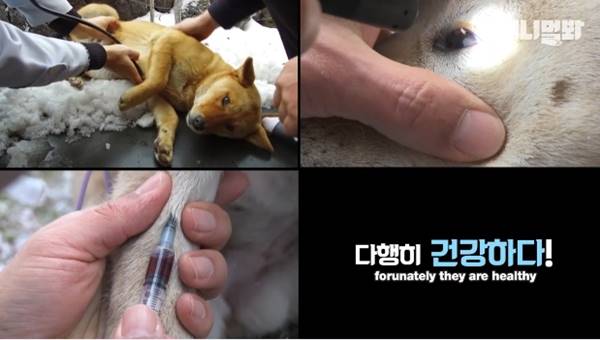 เจ้าของร้านพิซซ่าทำบ้านใหม่ให้ 2 ตูบจรจัดขาประจำ รับมาอยู่ด้วยกันซะเลย เจ้าของร้านพิซซ่าทำบ้านใหม่ให้ 2 ตูบจรจัดขาประจำ รับมาอยู่ด้วยกันซะเลย